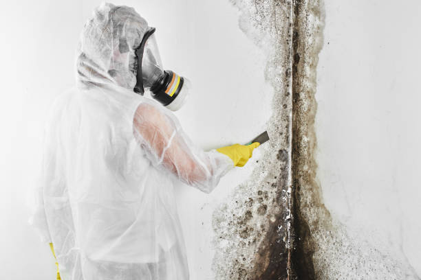 Best Emergency Mold Remediation  in Gridley, CA