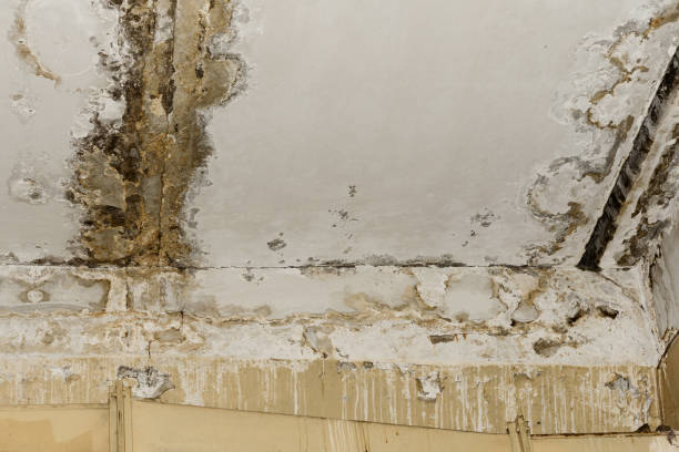 Best Commercial Mold Inspection  in Gridley, CA