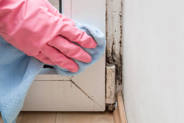 Best Basement Mold Removal  in Gridley, CA